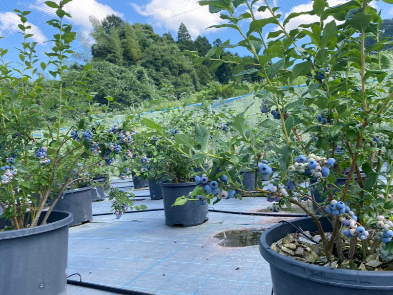 �͂���Farm�̎ʐ^3