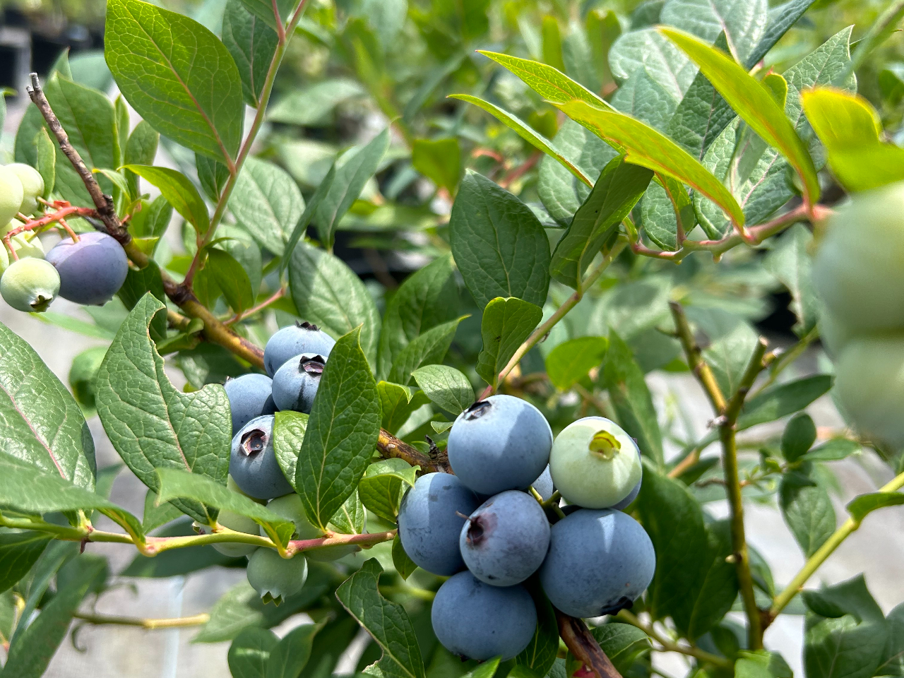 �͂���Farm�̎ʐ^2