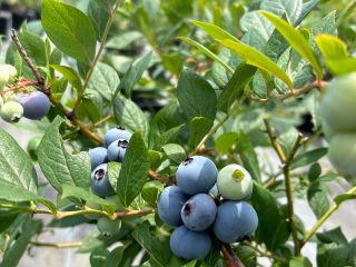 大粒の品種を30品種ほど育てています。食べ比べてみて下さい。