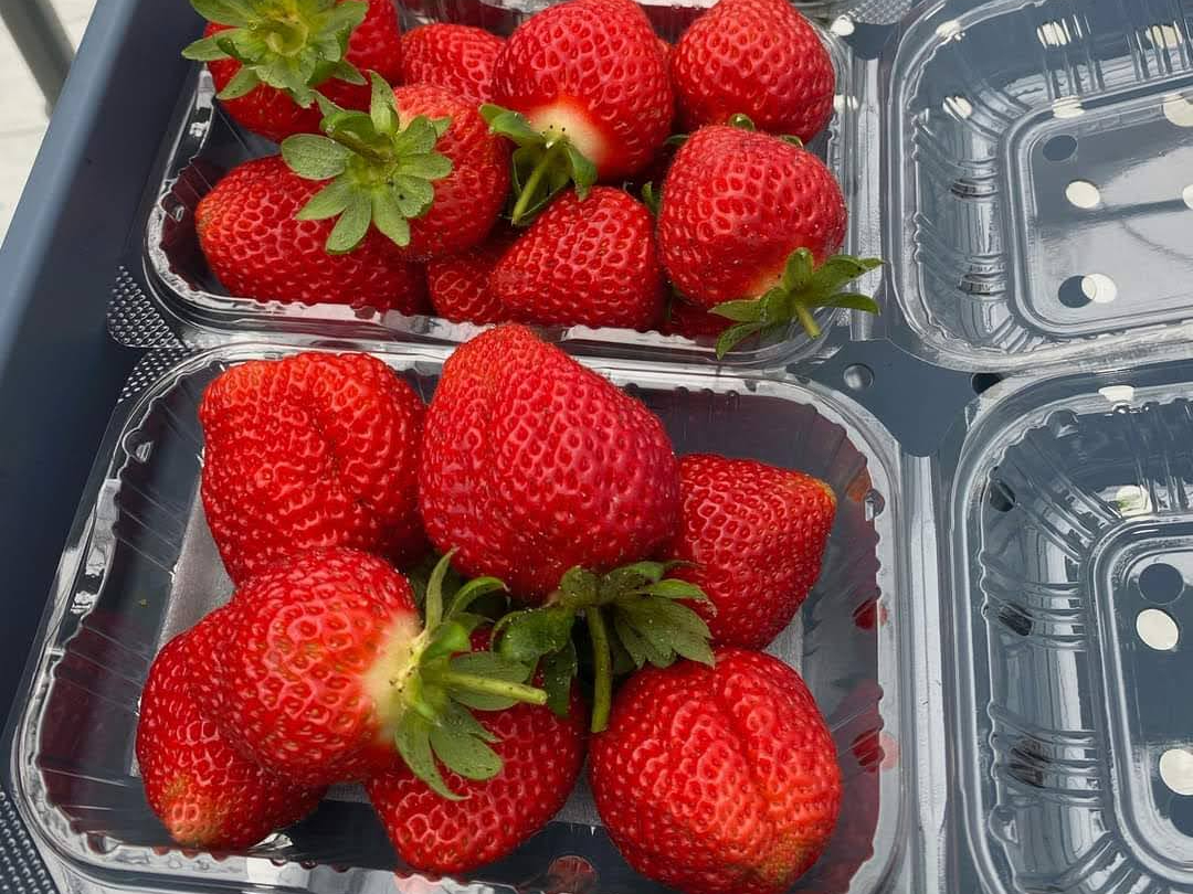 2025シーズン！ GARTEN BERREN's 完熟いちご摘み採り体験