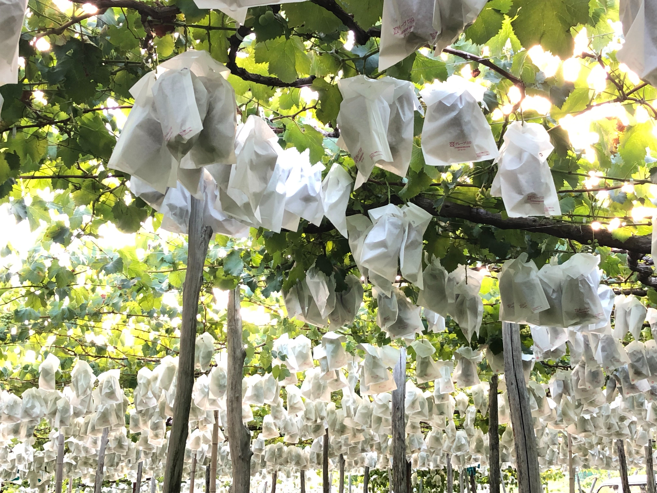 園内の様子。紹介しきれないほどの品種が実ってます!