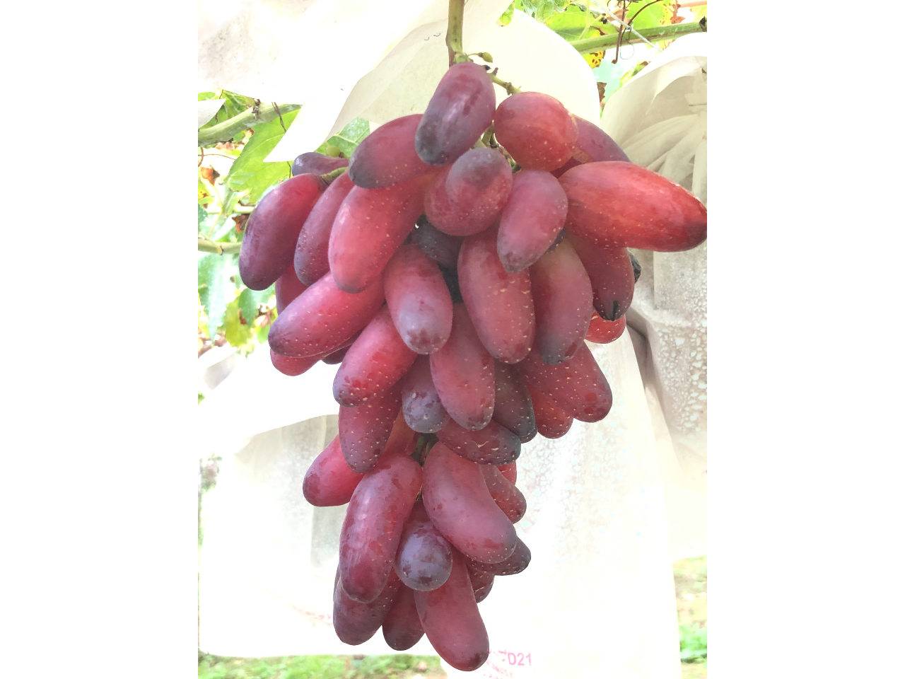 マニキュアフィンガー https://foodslink.jp/syokuzaihyakka/syun/fruit/budou-manicure.htm