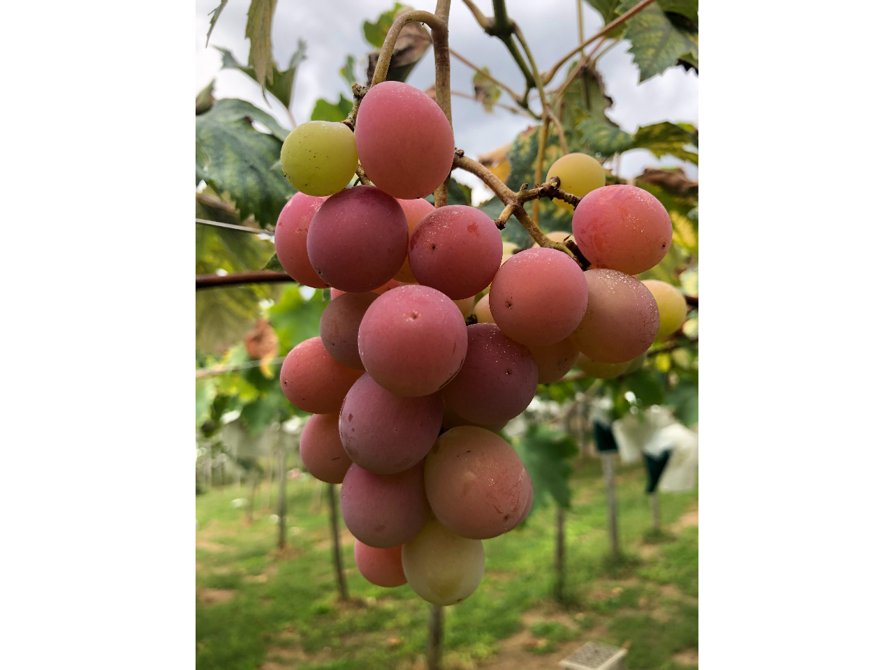 クイーンニーナ https://foodslink.jp/syokuzaihyakka/syun/fruit/budou-QueenNina.htm