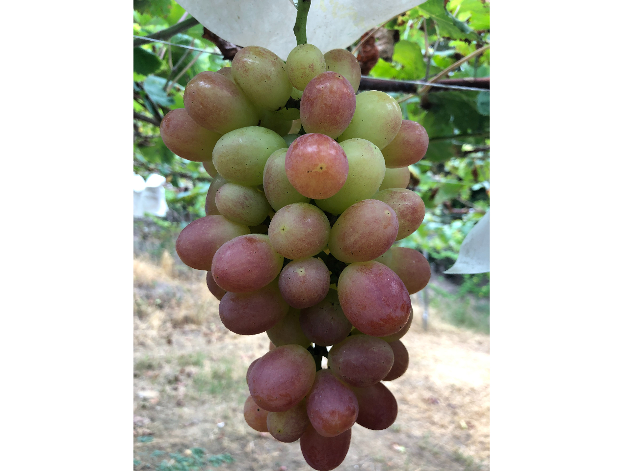 サニードルチェ https://foodslink.jp/syokuzaihyakka/syun/fruit/budou-SunnyDolce.htm