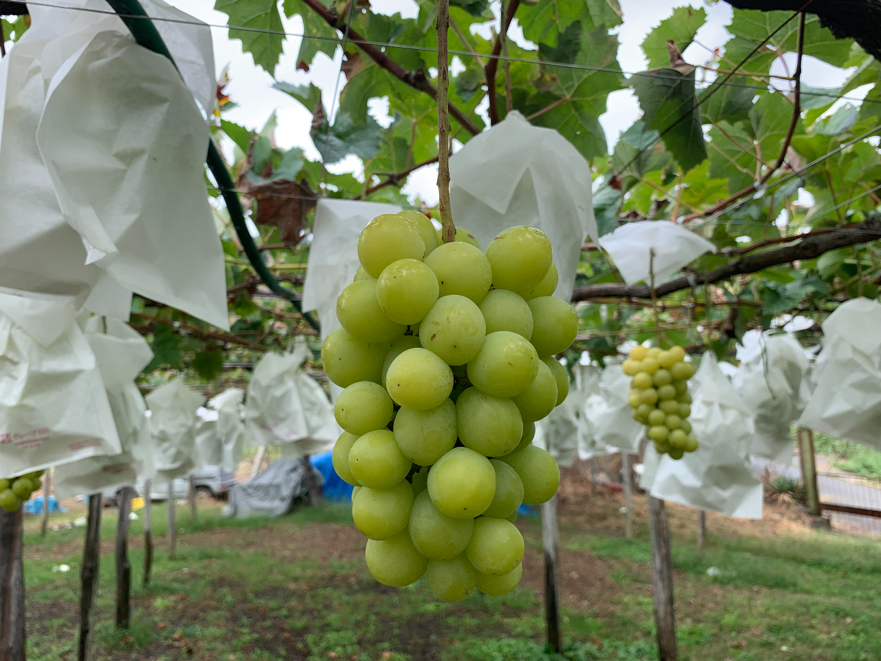 VC}XJbg@https://foodslink.jp/syokuzaihyakka/syun/fruit/budou-ShineM.htm