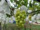 シャインマスカット https://foodslink.jp/syokuzaihyakka/syun/fruit/budou-ShineM.htm
