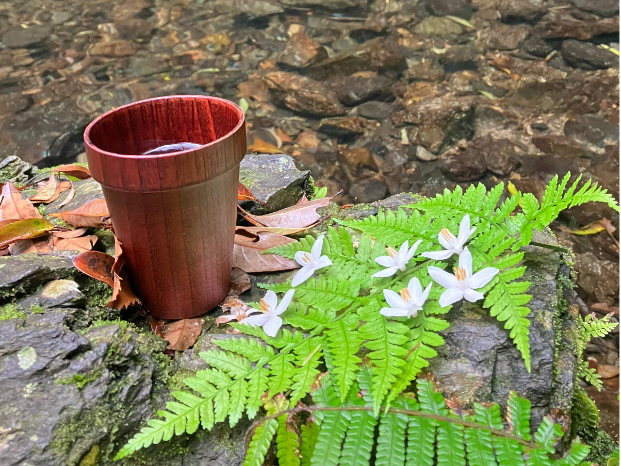 قƈꑧ烊tbVʂ΂ł