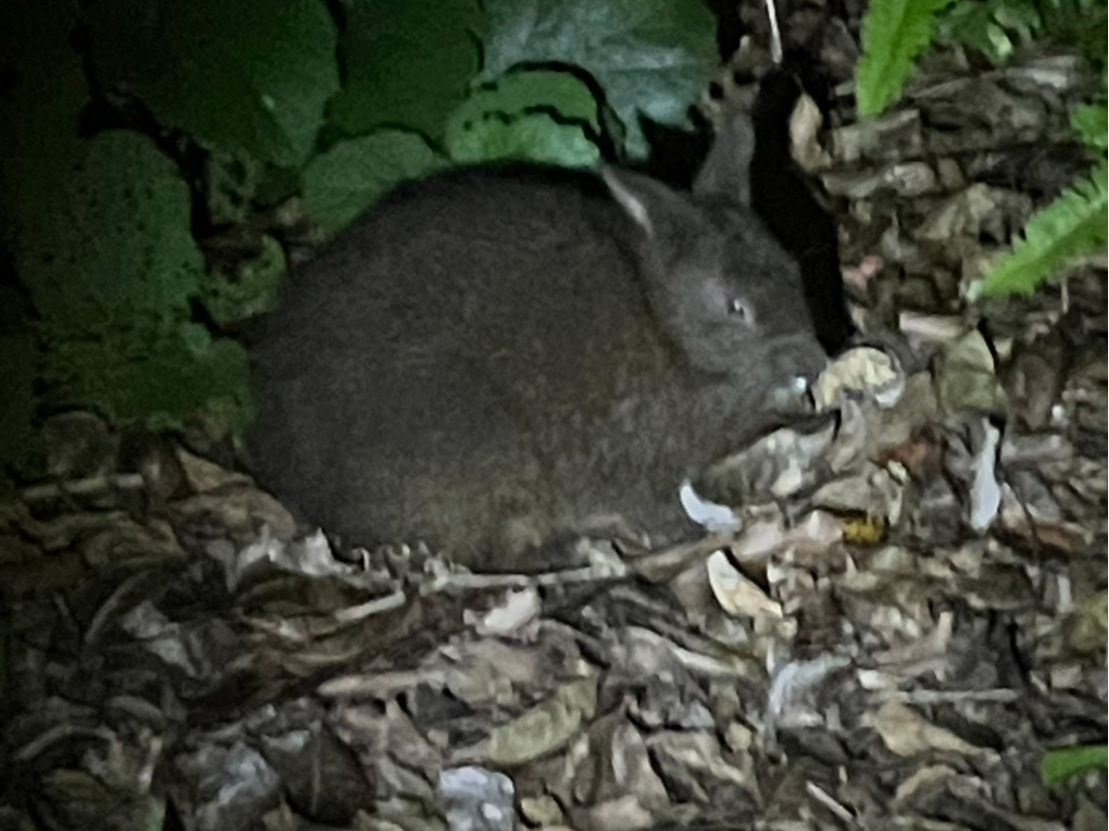 奄美大島の夜の森を車で散策し、野生動物等を観察!生きた化石:アマミノクロウサギに出会えるかも!?