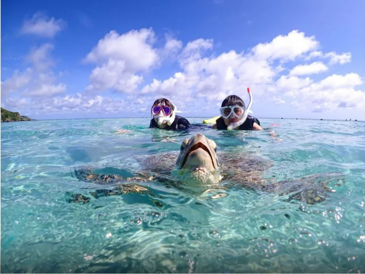ウミガメ&クマノミシュノーケルツアー★高確率でウミガメに会えるプラン♪ 旅の思い出にウミガメと一緒に泳ごう♪