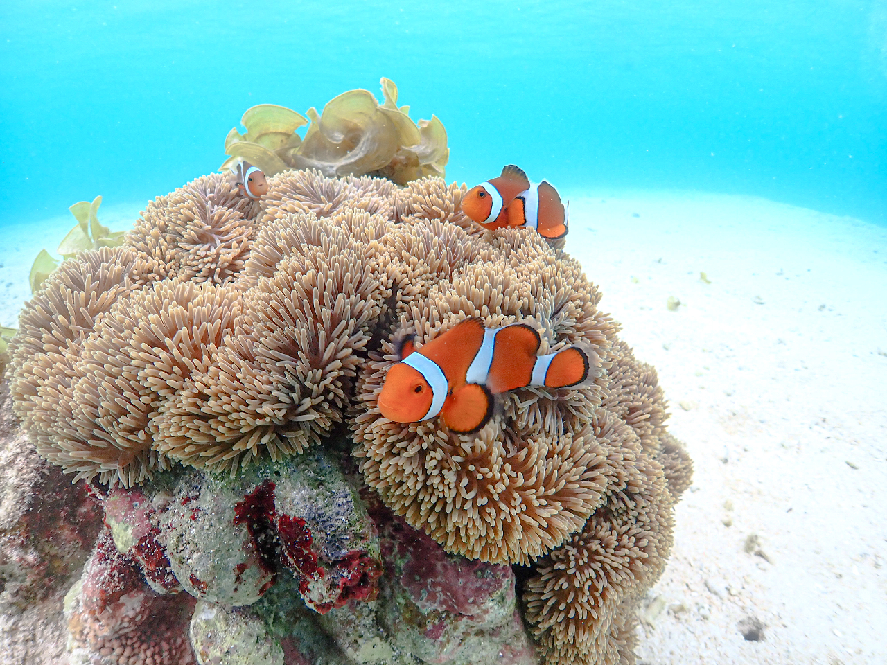 カクレクマノミがお出迎え