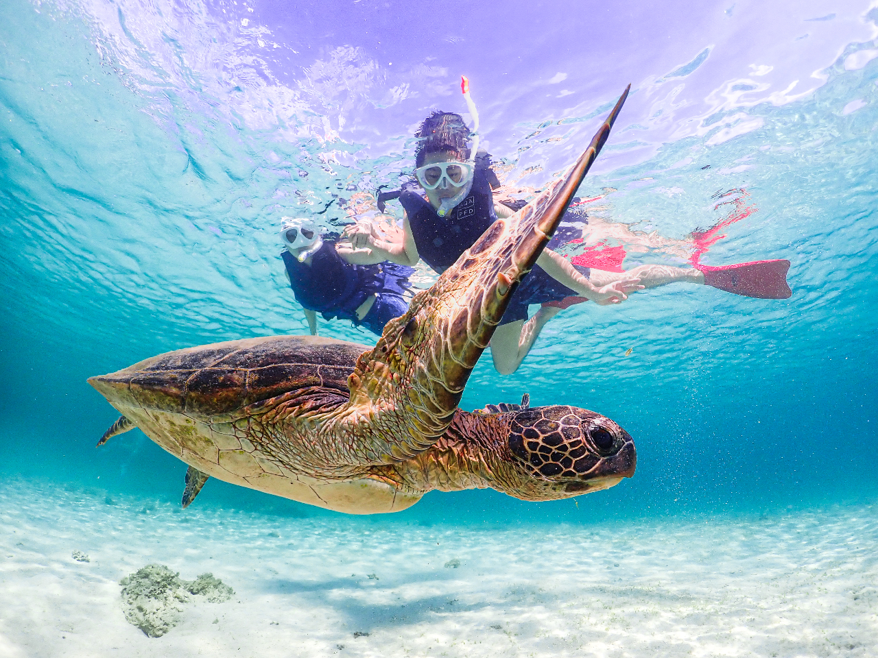 憧れのウミガメと一緒に泳ぐ感動体験