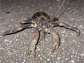 南国最大級のモンスター、ヤシガニを追え!