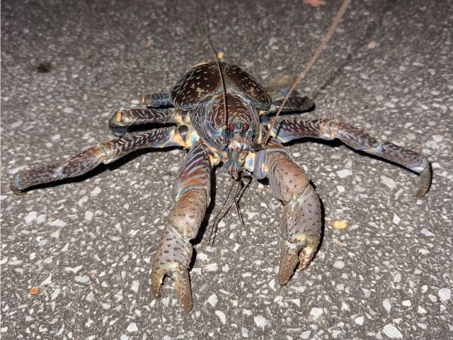 南国最大級のモンスター、ヤシガニを追え!