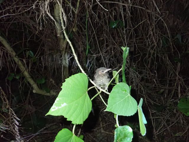 夜寝ている鳥さんも