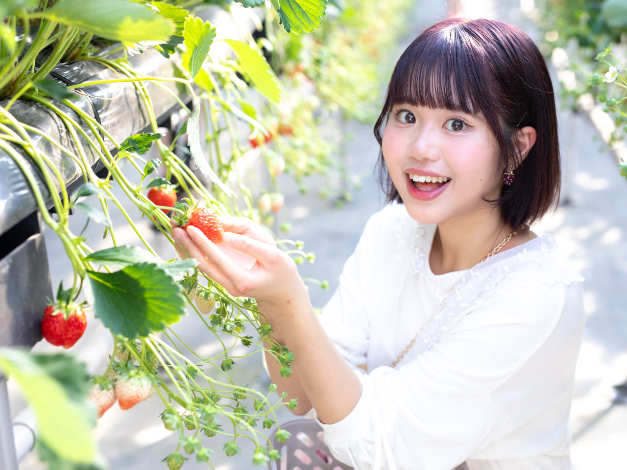 ICHIGOHOUSE HITACHINAKAの割引プラン