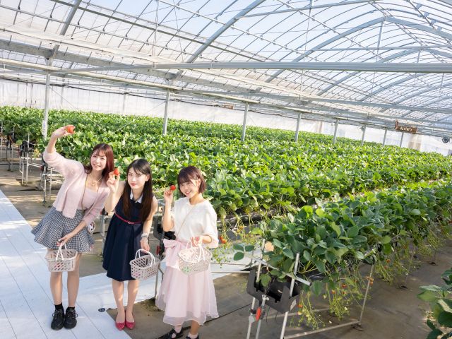 5つハウスがあり、いちごの種類も豊富。たくさん召し上がってくださいね!