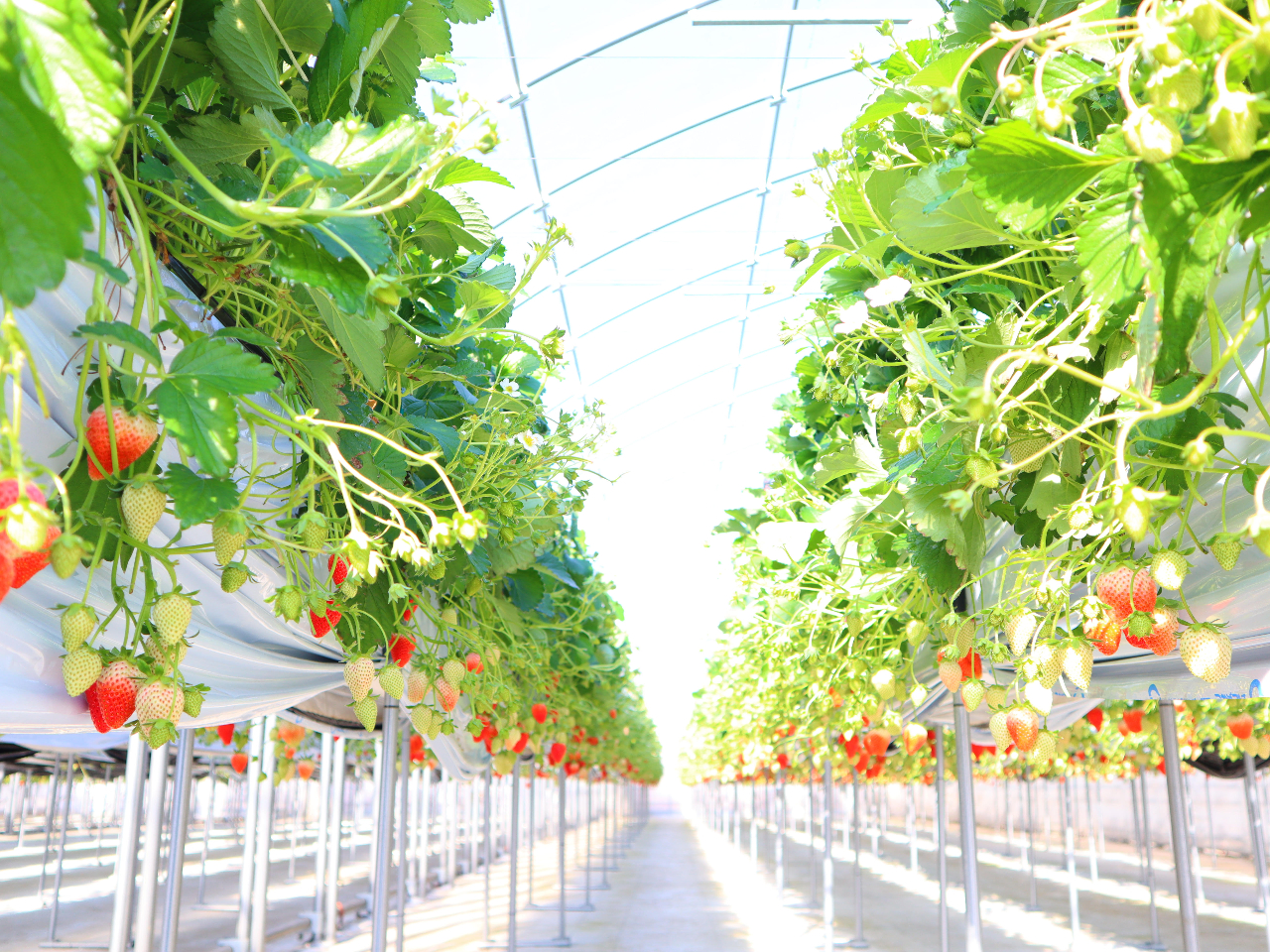 3ڂ獂ݍ͔|𑝐݂ĊF}܂I