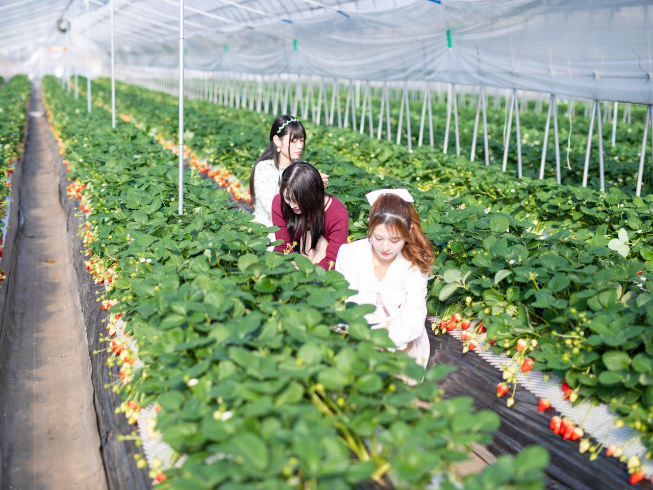 ���R�����������u�y�k�͔|�v�Ȃ�ł͂̂������̐H�����y���߂܂�