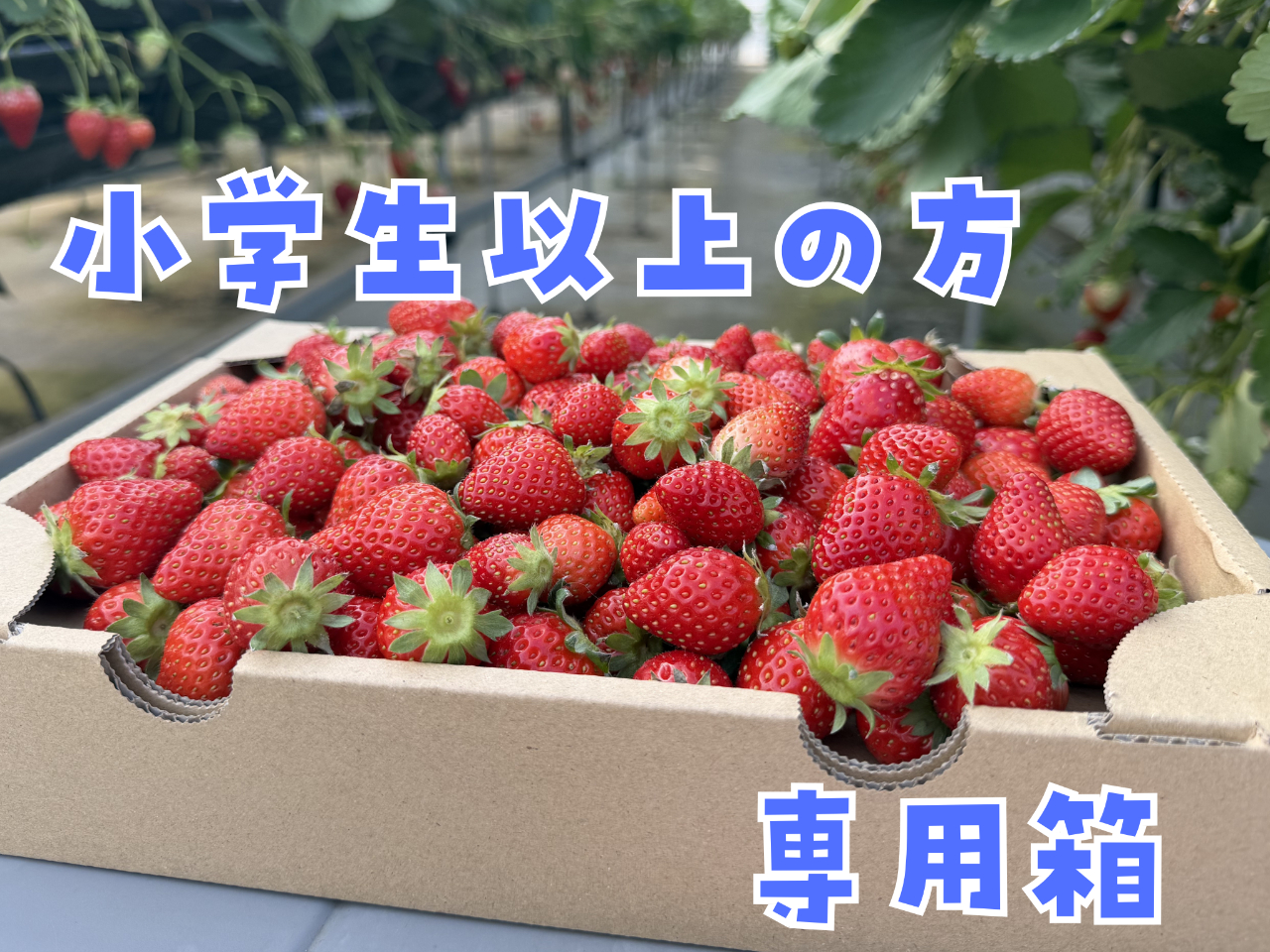 小粒摘み放題プラン】シーズンLAST！箱いっぱいのいちごを持ち帰ろう