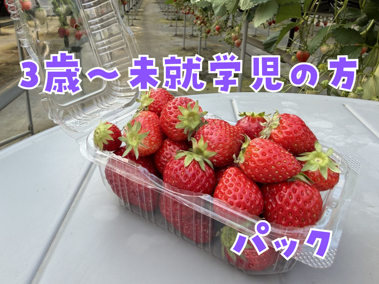 小粒摘み放題プラン】シーズンLAST！箱いっぱいのいちごを持ち帰ろう