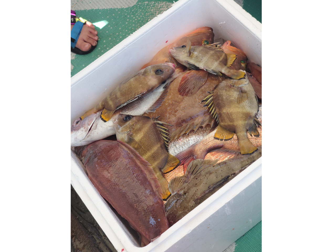 時期により、獲れる魚もかわります。