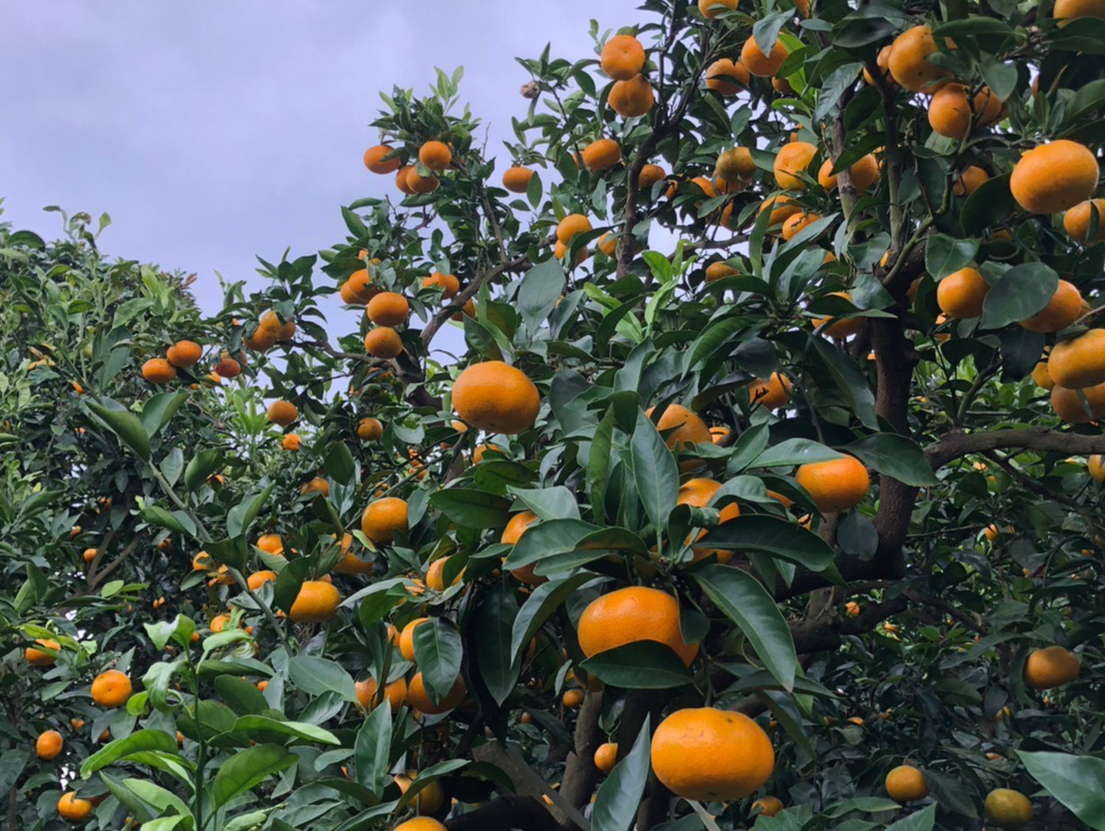 木には甘いみかんがたくさんなっています!