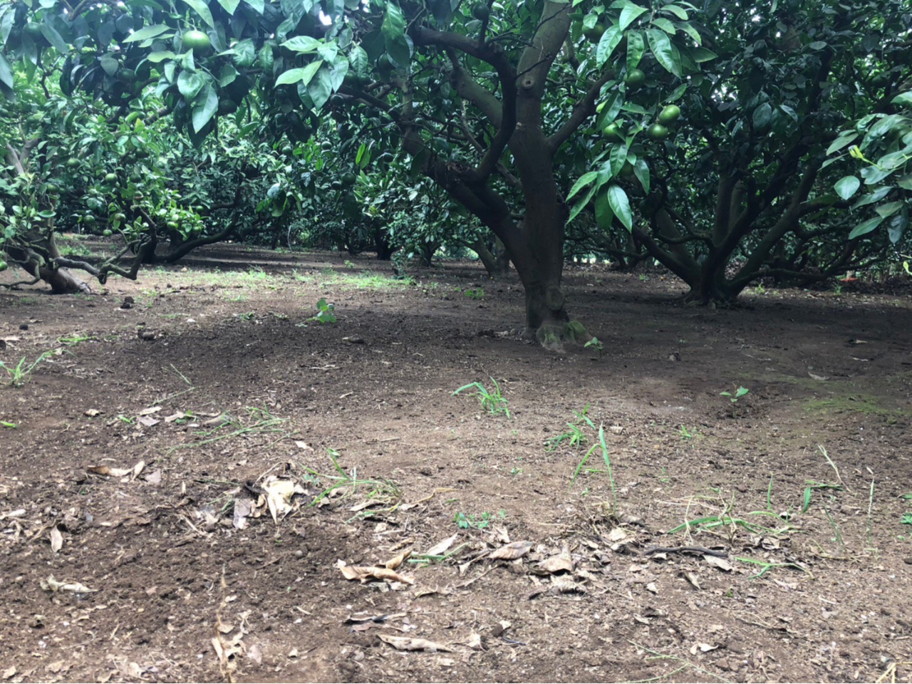 園内は平坦で小さなお子様でも安全にみかん狩りをお楽しみいただけます。 樹木の高さは3メートル程度ありますが、台に登らなくともみかんを採ることができます。