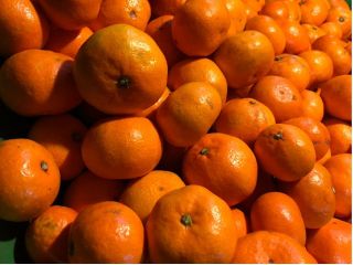 甘みと酸味のバランスのよく、味がとても濃いみかんです!