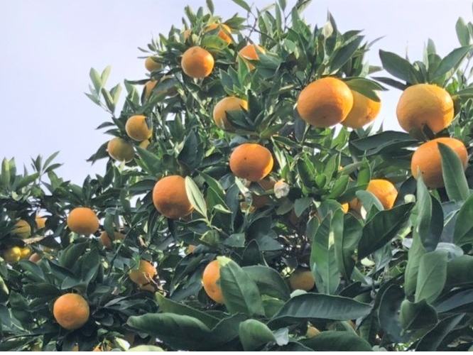 木によって味が異なります!いろいろな木からみかんを採ることをオススメします!