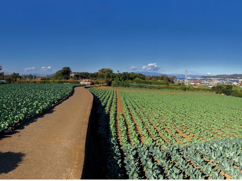 みかん園からの景色です。相模湾と田畑がマッチしたきれいな景色が広がります。天気の良い日は富士山が見れることも!