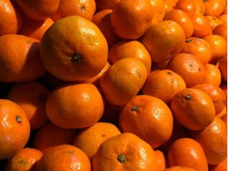 甘みと酸味のバランスのよく、味がとても濃いみかんです!