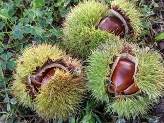 翡翠色の毬が特徴の銀寄栗。この美しいコントラスト!