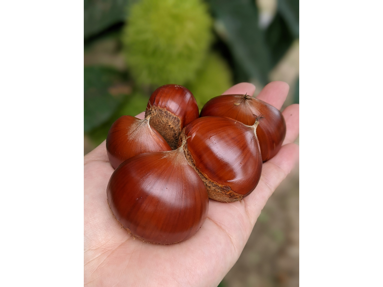 lہiЂƂ܂jsł͂ȂȂڂɂȂ󏭉l̂lIBXƂ̋PЂ̖ڂłB