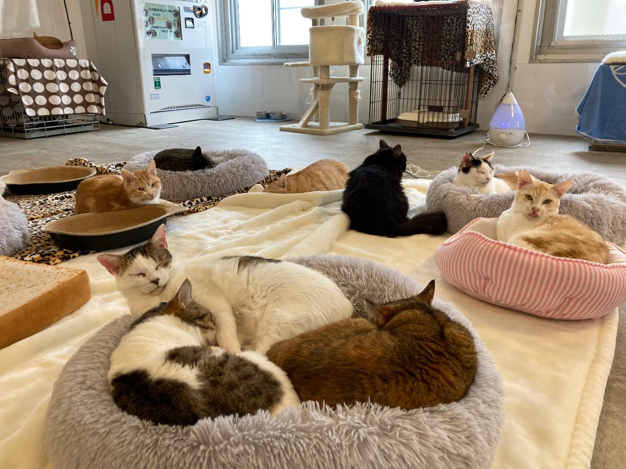 \\和歌山県内最大級猫カフェ//猫ちゃんたちと癒しの空間でたっぷりふれあい♪《カ...