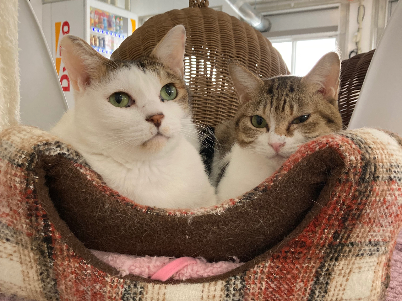 和歌山県内最大級猫カフェ／／猫ちゃんたちと癒しの空間でたっぷり