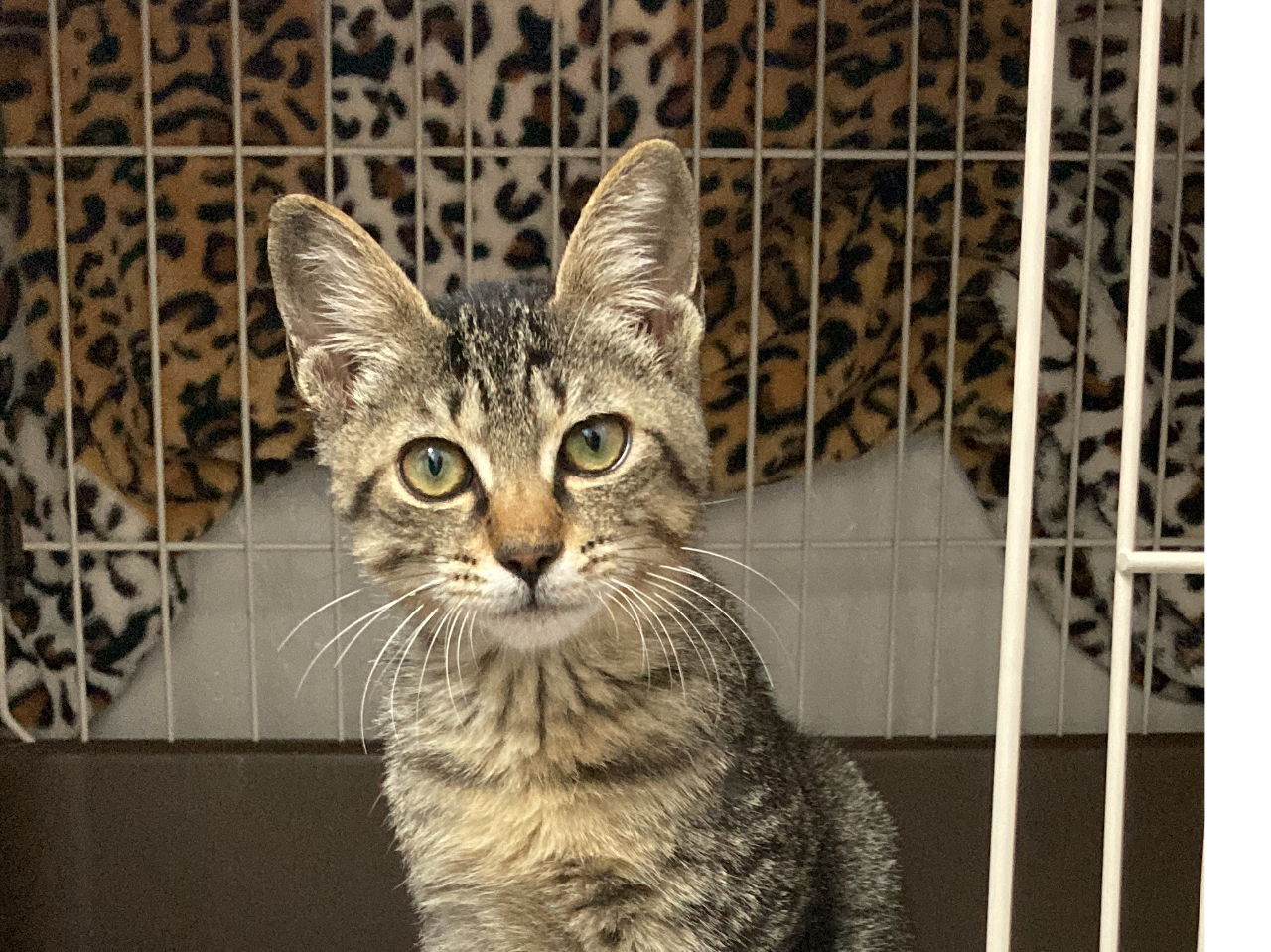 和歌山県内最大級猫カフェ／／猫ちゃんたちと癒しの空間でたっぷり