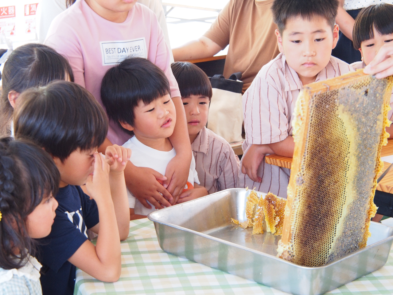 搾る前の巣板(みつばちの巣)