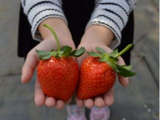 山田みつばち農園の真っ赤でジューシーないちごを是非ご賞味ください♪