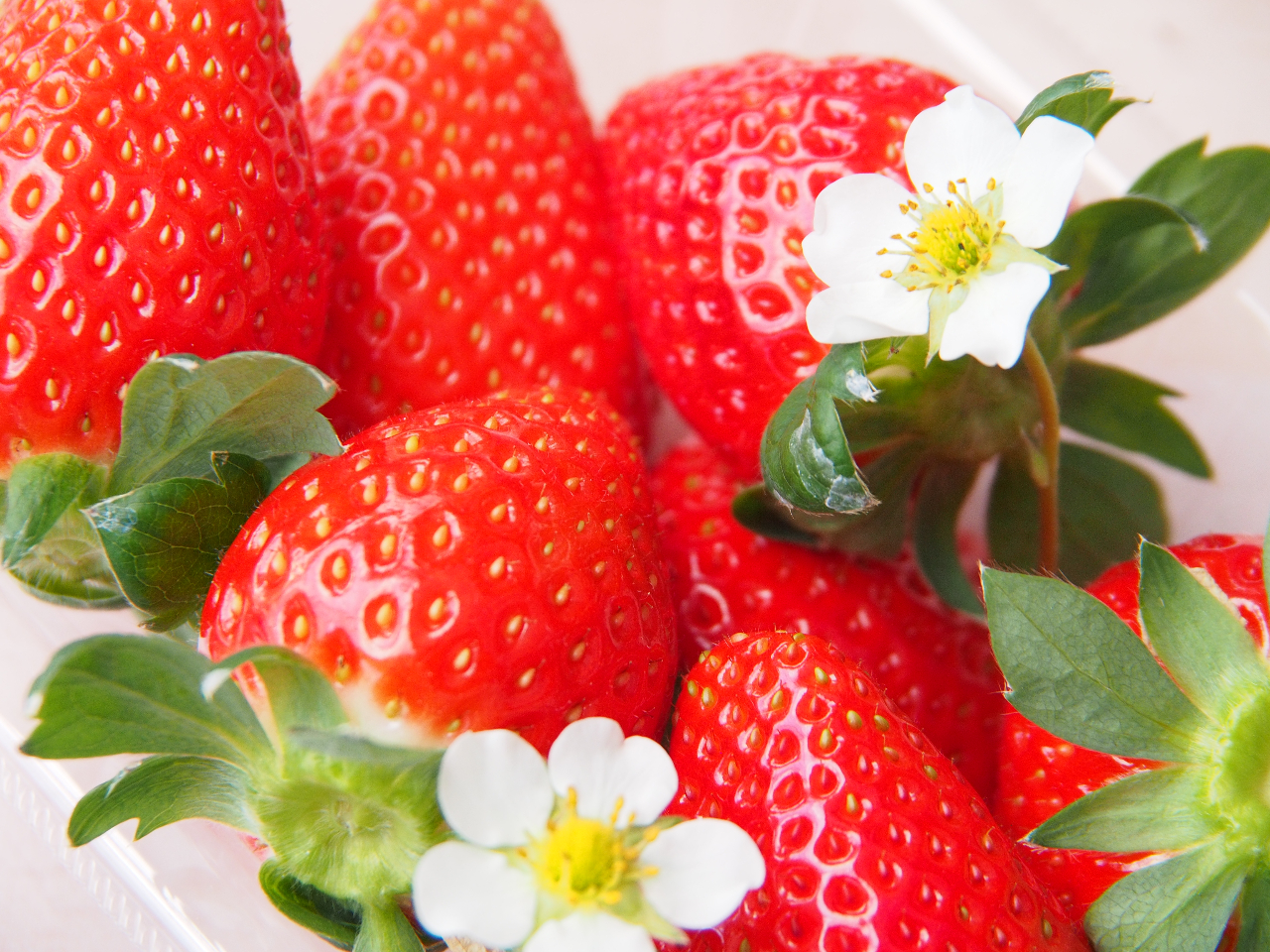 Rc݂΂_̐^ԂŃW[V[Ȃ𐥔񂲏ܖ