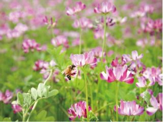 はちみつの採蜜を終えたれんげ草を、有機肥料として田んぼに鋤きこんで利用する昔ながらのれんげ農法で栽培したお米が「れんげ米」です。
