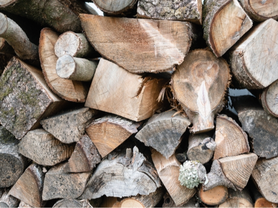 �G�R�E�O���[���c�[���Y�����̗������܂̎ʐ^3