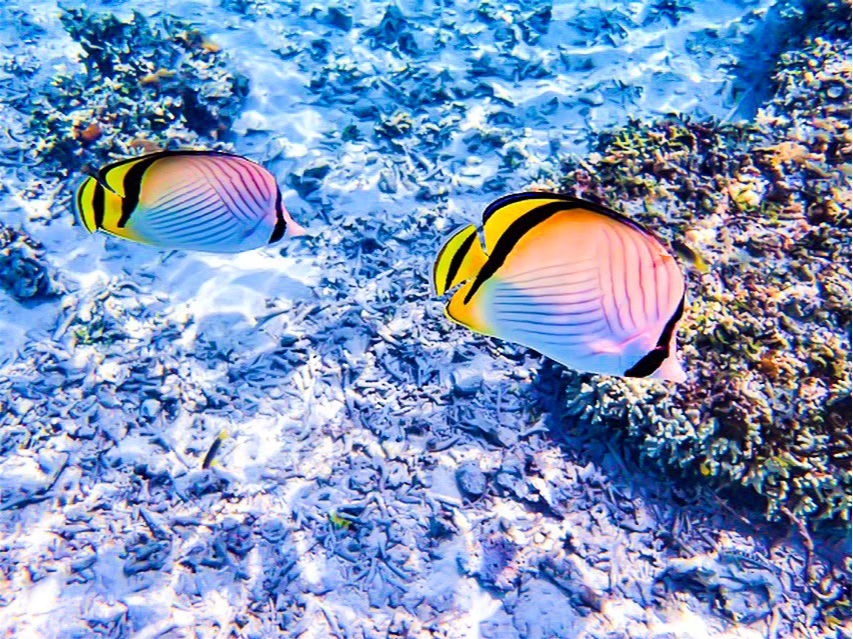 カラフルな魚たちがお出迎え