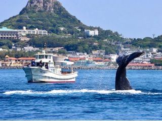 大迫力のクジラウォッチング!