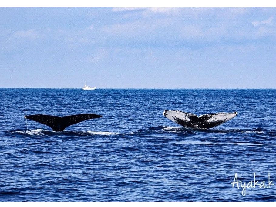 ̊CIXƉjUgENWB̒10𒴂A鎞ɑ傫ȔтĂ܂B