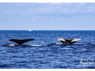 沖縄の海を悠々と泳ぐザトウクジラ。体長は10mを超え、潜る時に大きな尾びれも見せてくれます。