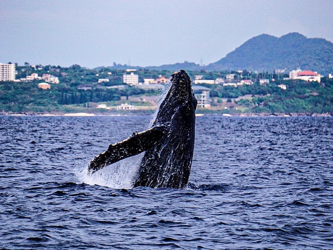 ܌锗͖_̃ANVI^ǂΎʐ^̂悤Ȏp邩IH