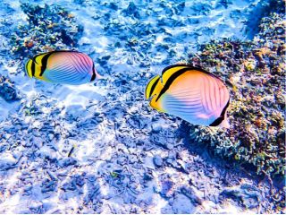 カラフルな魚たちがお出迎え