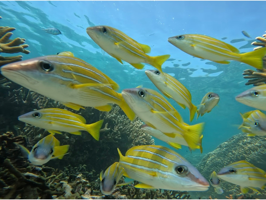 Cm̎ނLxȓAE~Kɂ邩H