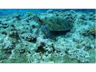 海洋生物の種類が豊富な島♪亀もたーくさんいるので運が悪くても会えるかも!?♪