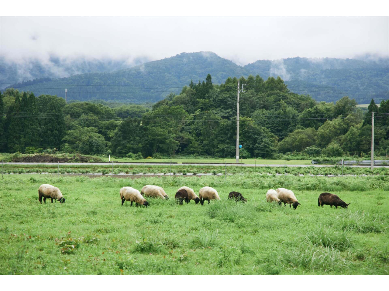 �u���E�����r�q��v